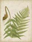 Fern Trio I