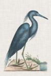 Catesby Heron II