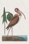 Catesby Heron V