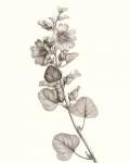 Neutral Botanical Study I