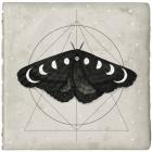 Midnight Moth I