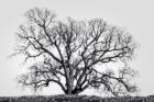 Grand Oak Tree I