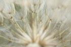 Macro Dandilion IV