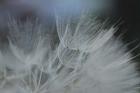 Macro Dandilion VII