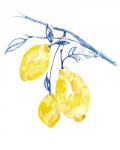 Watercolor Lemons II