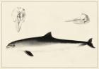 Antique Dolphin Study II