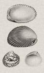Charcoal & Linen Shells VIII