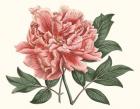 Peony Blush I