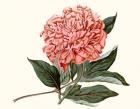 Peony Blush II