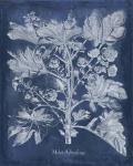 Besler Leaves in Indigo II