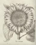 Fresco Sunflower I