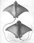 Grey-Scale Stingrays I