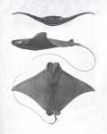 Grey-Scale Stingrays II