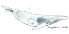 Cetacea Humpback