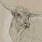 Longhorn Sketch I