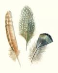 Watercolor Feathers I