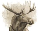 Bull Moose I