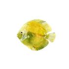 Discus Fish I