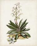 Antique Botanical Study I