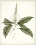 Sage Botanical II