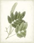 Sage Botanical IV