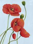 Poppy Topple I