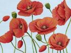 Poppy Topple III
