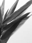 B&W Bamboo I