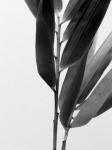 B&W Bamboo II