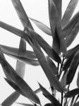 B&W Bamboo IV