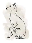 Greyhound Sketch II