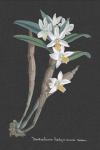 Orchid on Slate I