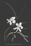 Orchid on Slate II