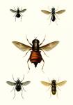 Entomology Series III
