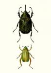 Entomology Series IV