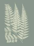 Ferns on Sage III