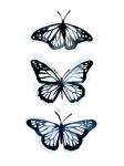 Blue Butterfly Trio II