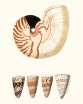 Shell Collection I