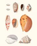 Shell Collection III