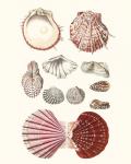 Shell Collection VI