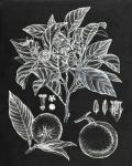 Citrus Botanical Study II