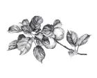Apple Etching I