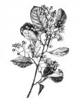 Hawthorn Berry Branch I