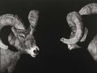 Wild Scratchboard I