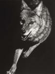 Wild Scratchboard V