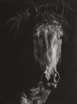 Wild Scratchboard VI