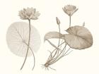 Sepia Water Lily II