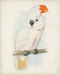 Antique Cockatoo II