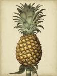 Brookshaw Antique Pineapple I