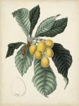 Antique Foliage & Fruit VI